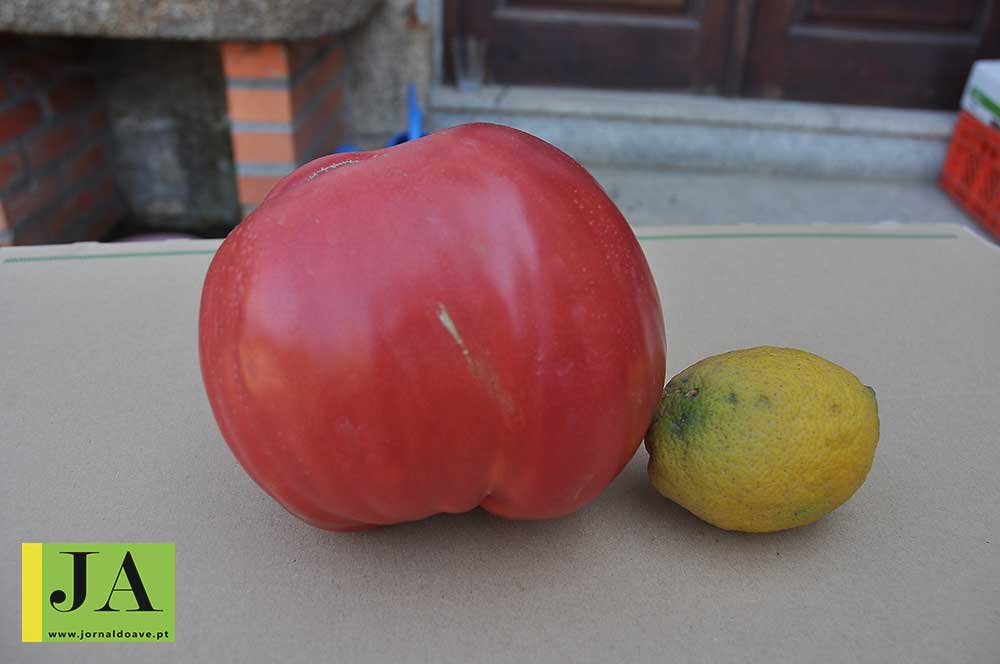 tomates-gigantes-(2)